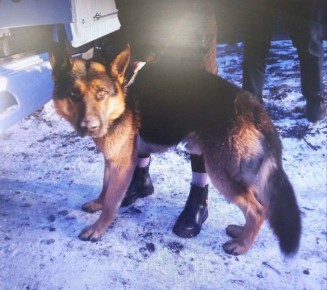 Собака напала на семилетнюю девочку на улице в Черногорске в Хакасии