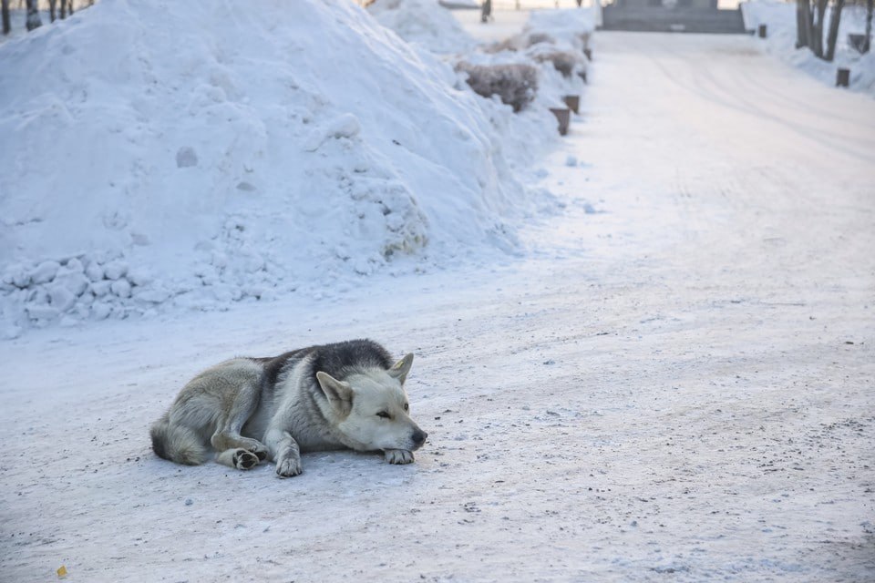 За последние три недели в Красноярске городские службы отловили 50 бездомных собак по 900 заявкам от местных жителей