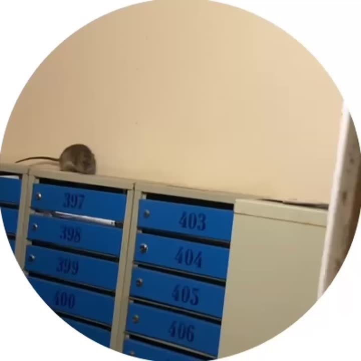 Упитанные крысы атаковали многоэтажку на Вильского в Красноярске