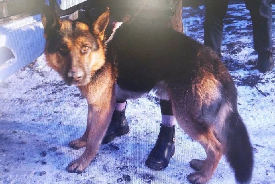 Искусала голову и тело: в Хакасии домашняя собака напала на семилетнюю девочку