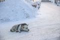 За последние три недели в Красноярске городские службы отловили 50 бездомных собак по 900 заявкам от местных жителей