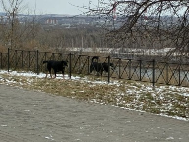 50 бездомных собак отловили в Красноярске за три недели