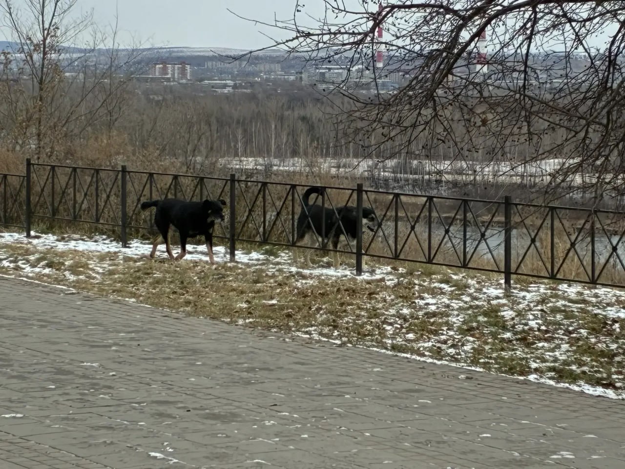 50 бездомных собак отловили в Красноярске за три недели