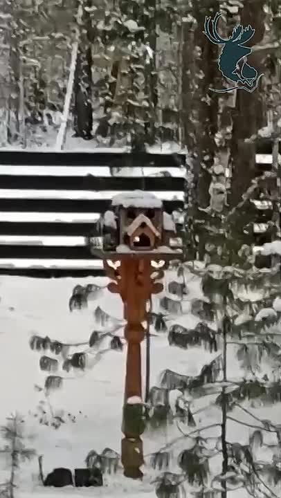 Возле кормушек Центральносибирского заповедника аншлаг!