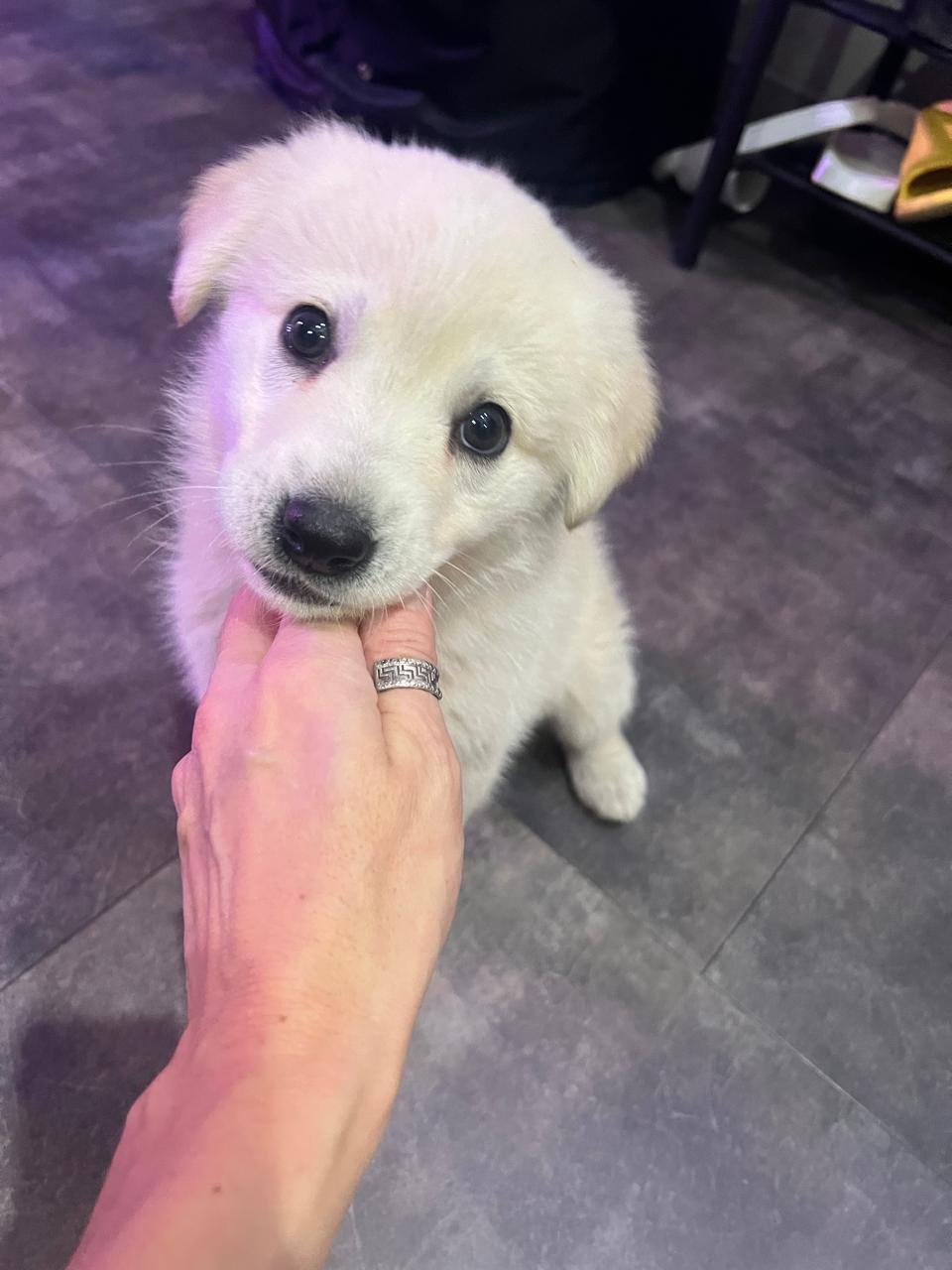 Вот этот меховой колобок ищет заботливую семью