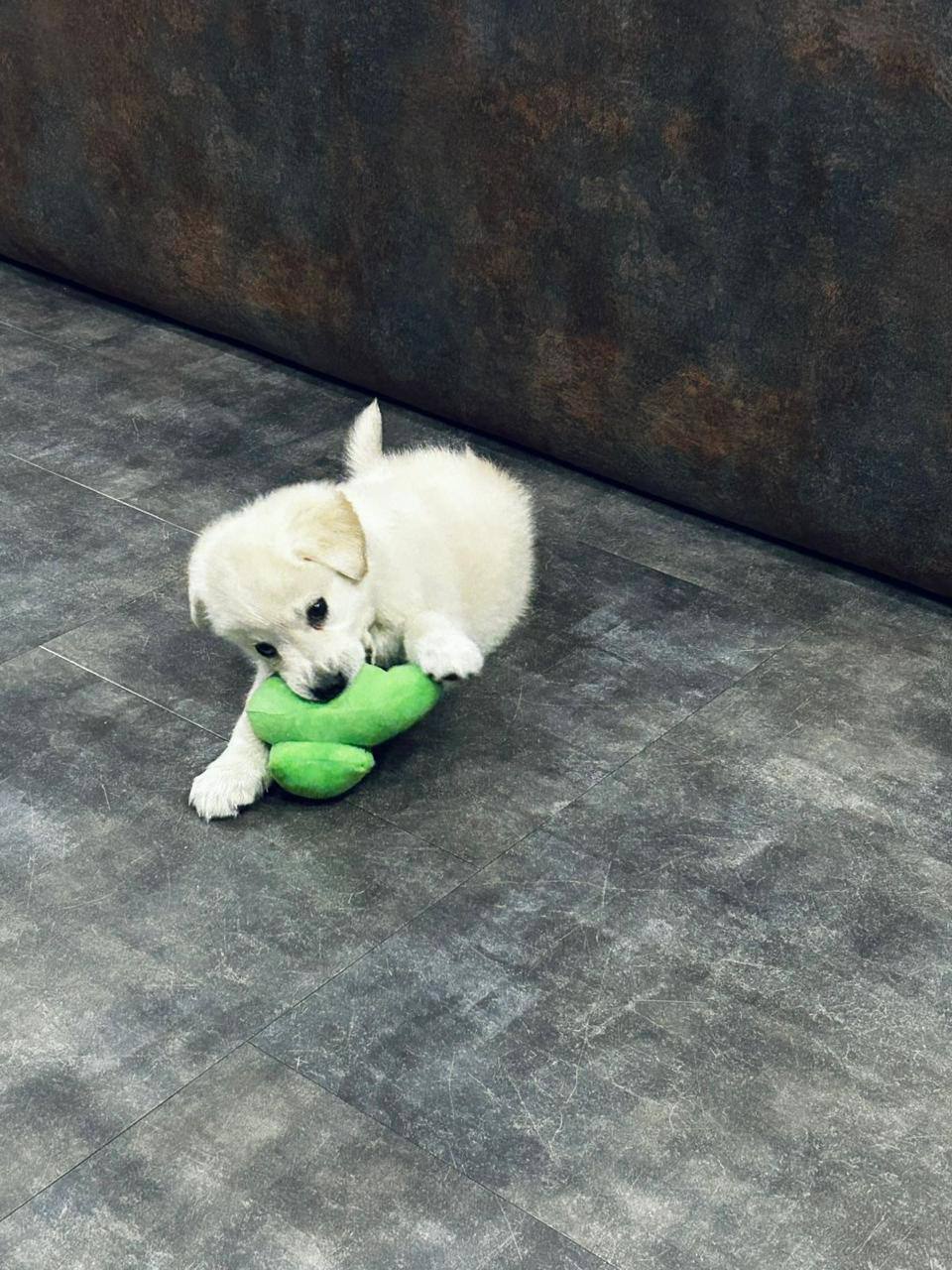 Вот этот меховой колобок ищет заботливую семью Вот этот меховой колобок ищет заботливую семью