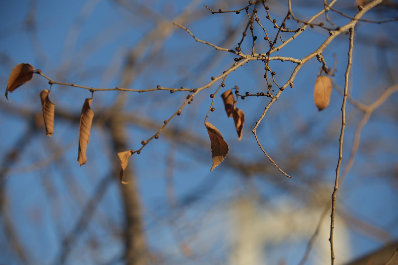 Сильный ветер ожидается завтра в Красноярском крае