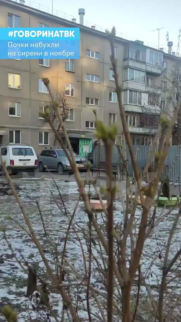 Почки набухли на сирени в середине ноября в Красноярске