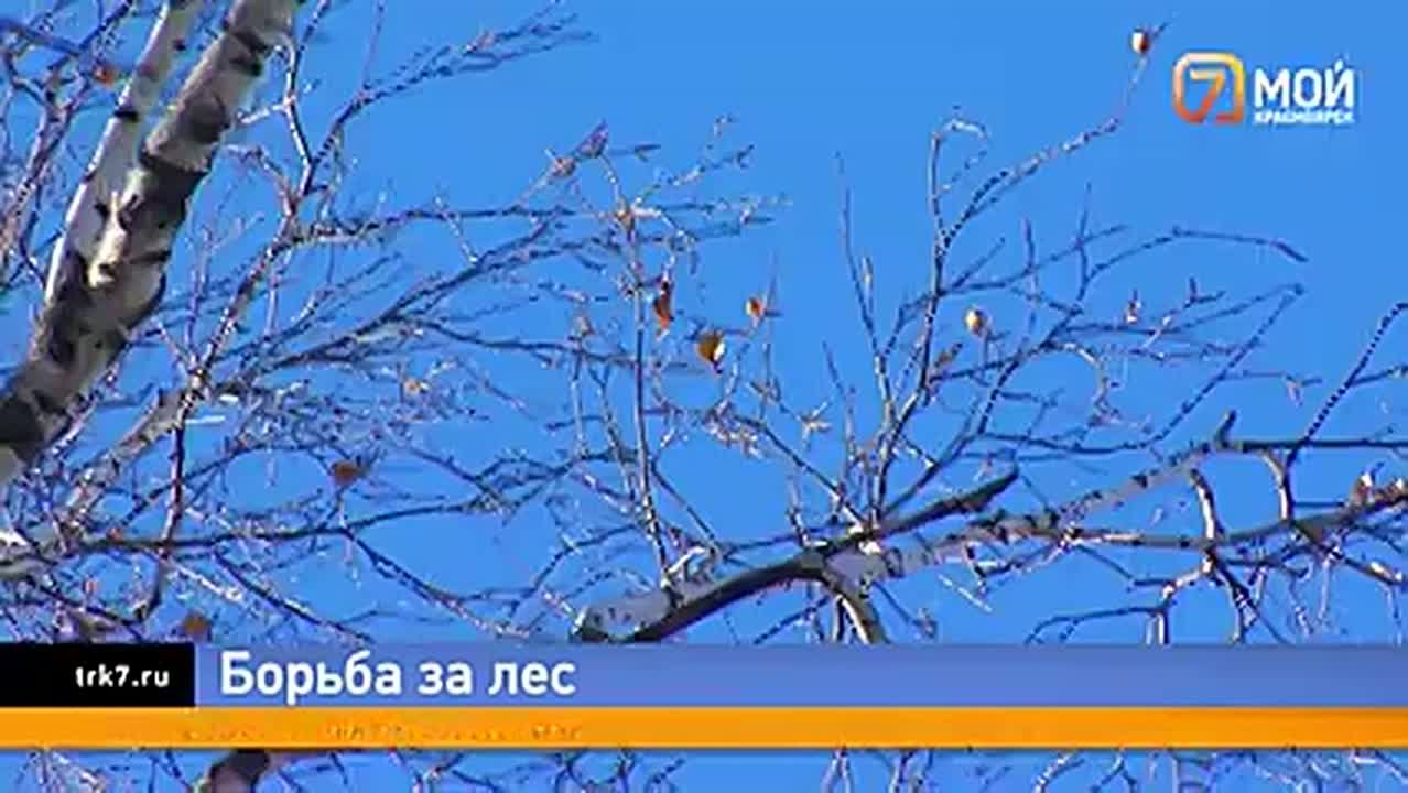 Оставьте нам наш лес! Жители Академгородка взбудоражены новостью, что рощу за «Гремячим логом» хотят пустить под топор ради строительства научного центра – интеллектуальной части того кластера, о котором заявил Шойгу полторы...