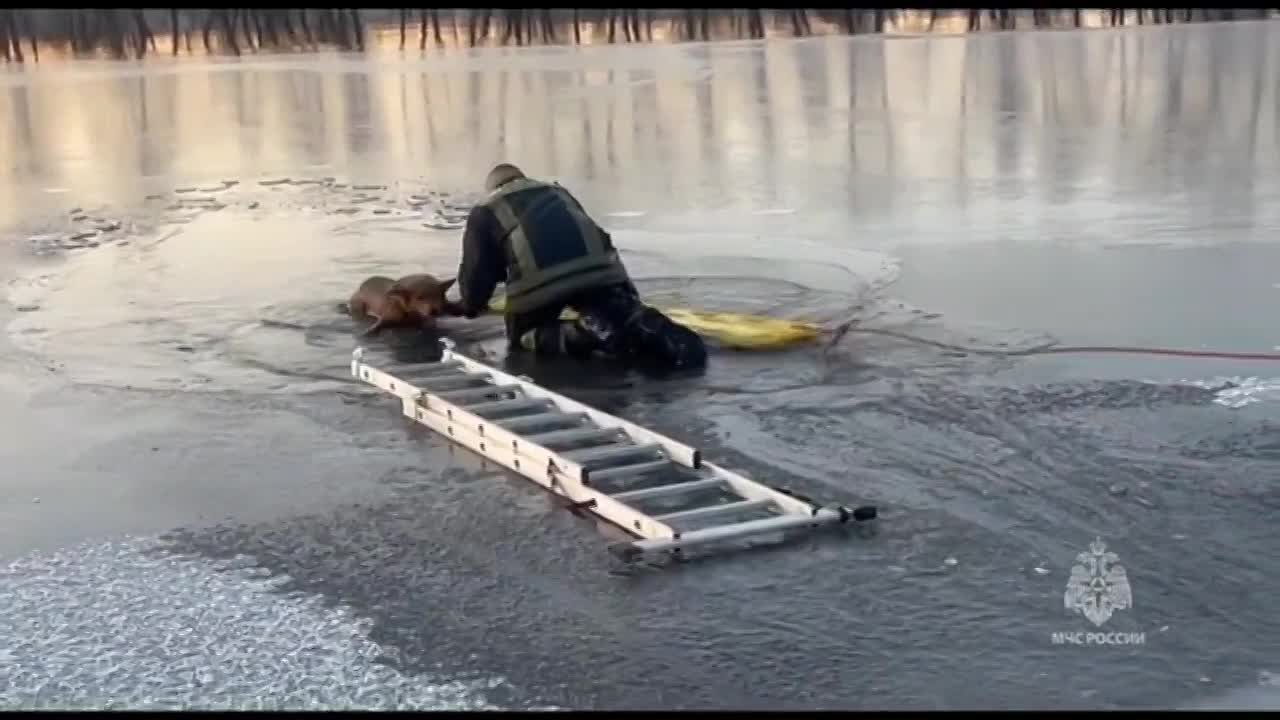 В Минусинске сотрудники МЧС спасли тонущего пса