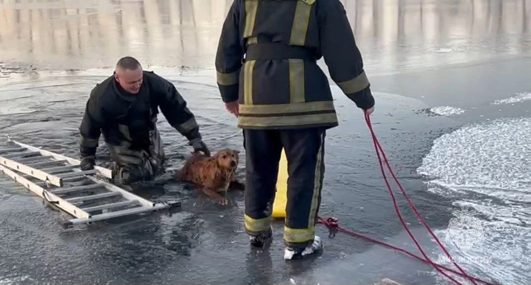 В Минусинске сотрудники МЧС спасли тонущего пса В Минусинске сотрудники МЧС спасли тонущего пса