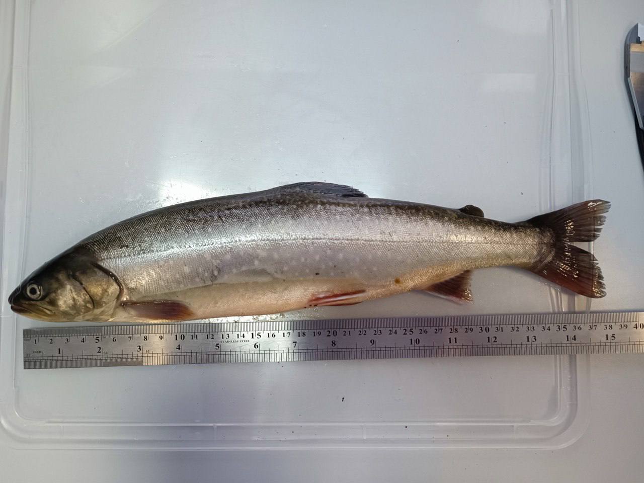 «Самую полезную рыбу в мире» — путоранского гольца — удалось вырастить массой до 3 кг в ходе эксперимента на рыбзаводах в Сибири, сообщили ТАСС в Проектном офисе развития Арктики