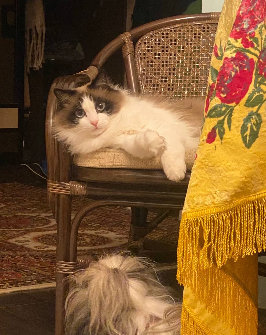 Что там, скоро Новый год? Может хоть эту собачонку неприятную причешут!