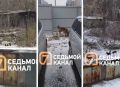 СК возбудил дело о халатности из-за бродячих собак в красноярском Пашенном