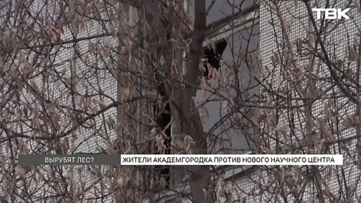 Лес в красноярском Академгородке могут вырубить ради «Долины Менделеева»: что известно