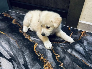 Всё ещё ищем хозяина этой пуховой плюшке с большими глазами