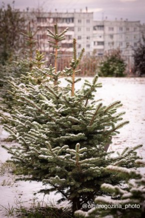 Красноярск в белоснежных одеждах