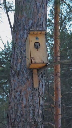 Утром хочет спать даже белочка