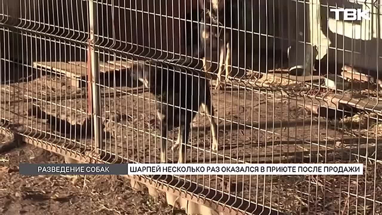 «Весь в ранах»: как породистый пес дважды оказался на улице и почему такие истории – не редкость