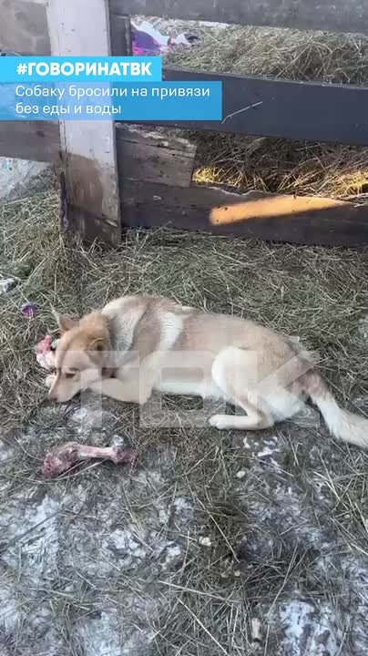Собаку бросили на привязи без еды и воды
