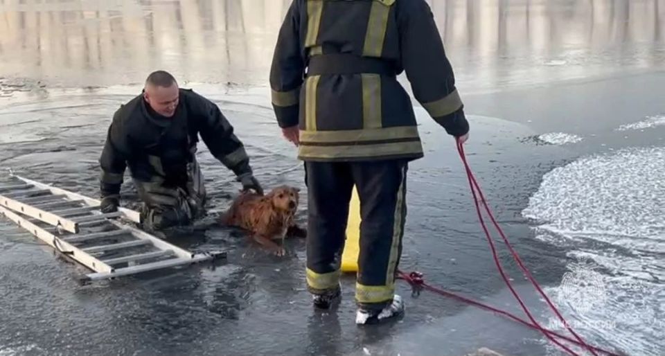 Девять жизней не только у кошек