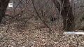В Красноярске возбудили уголовное дело из-за бродячих собак в Пашенном