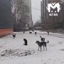 Уголовное дело о халатности завели из-за бродячих собак в Свердловском районе Красноярска