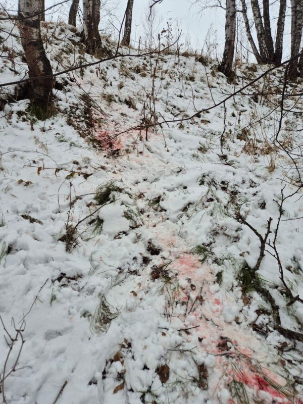 В Красноярском крае мужчина подозревается в незаконной охоте на двух косуль