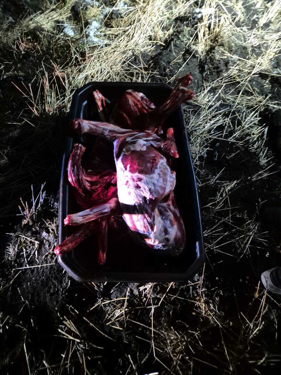 В Красноярском крае мужчина подозревается в незаконной охоте на двух косуль В Красноярском крае мужчина подозревается в незаконной охоте на двух косуль