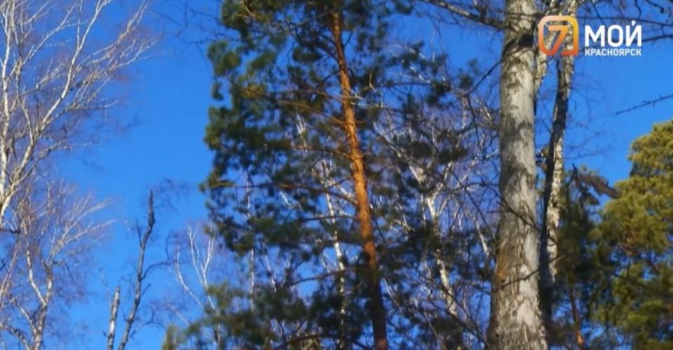 «Мы не тронем зелёный массив»: Фонд «Долина Менделеева» ответил на животрепещущие вопросы жителей Академгородка