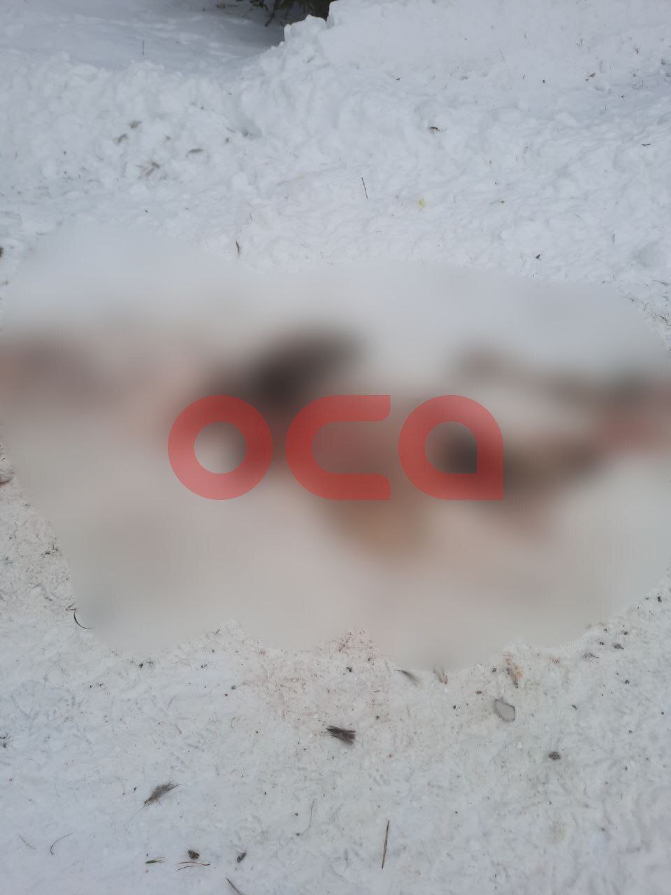 Одичавшие собаки в Ачинском районе разорвали косулю Одичавшие собаки в Ачинском районе разорвали косулю