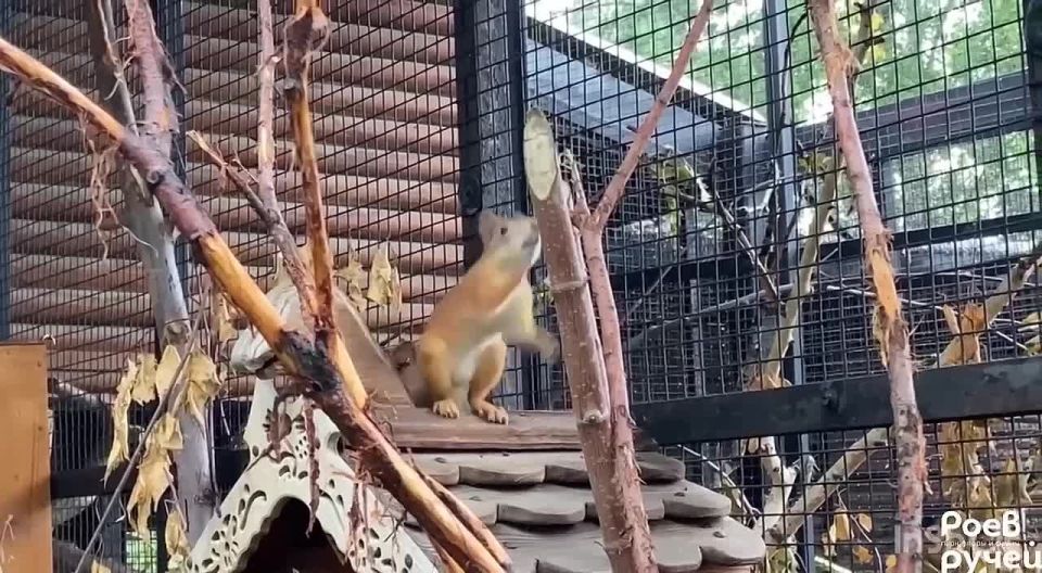 У нас среда, господа! Самое время побыть как белка в колесе