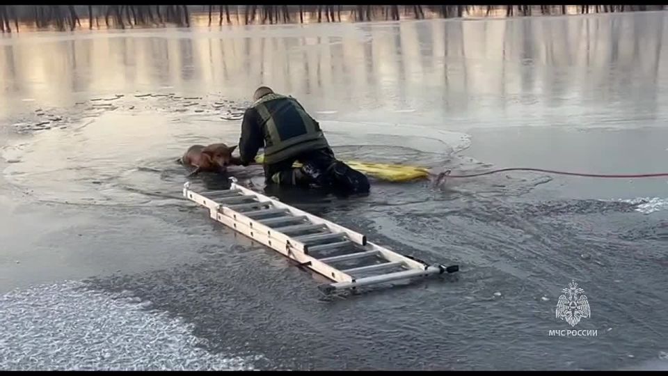 В Минусинске спасатели МЧС достали утопающего пса из протоки Енисея