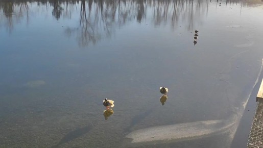 По воде, как по суше. Красноярские утки почти воспроизводят евангельский сюжет