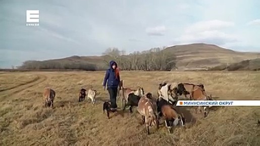 Жители деревни на юге края выращивают породистых коз и делают 40 видов домашнего сыра