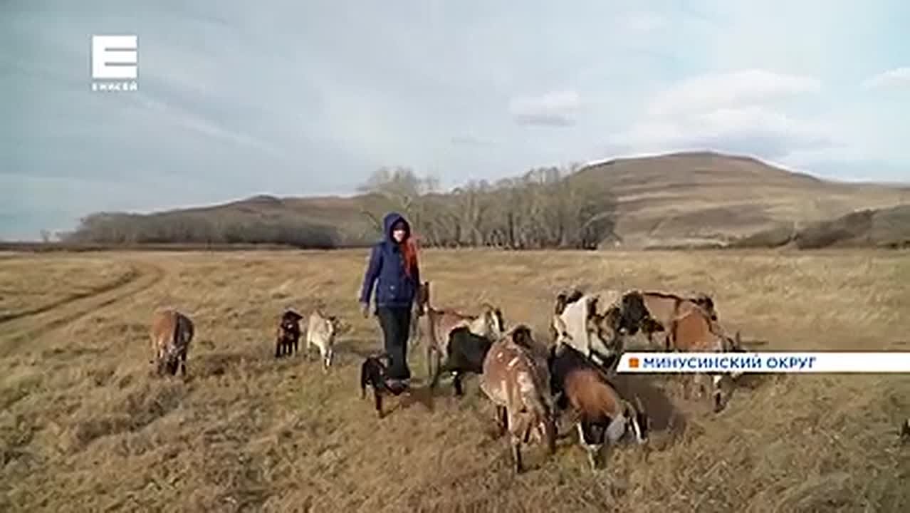 Жители деревни на юге края выращивают породистых коз и делают 40 видов домашнего сыра