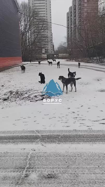 Для обеспечения безопасности: прокуратура инициировала дополнительные меры по отлову животных в Красноярске