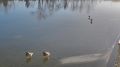Красноярские уточки неспешно ступают по льду в Татышев-парке