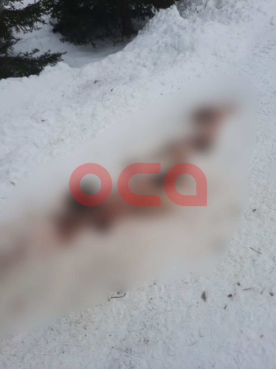 Одичавшие собаки в Ачинском районе разорвали косулю