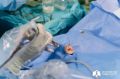 В России начали восстанавливать барабанную перепонку с помощью клеток пациента