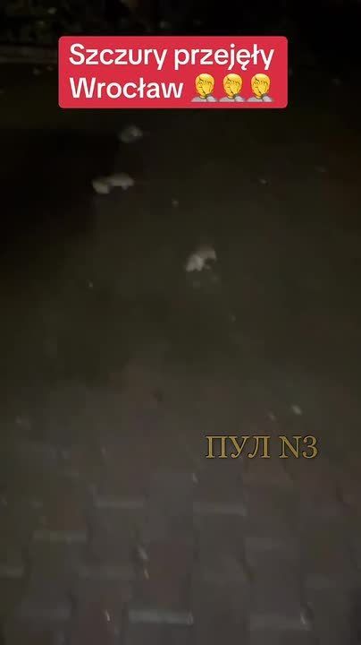 Думаете, у нас крыс много? Смотрите, что творится в польском Вроцлаве