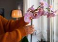 Как заставить орхидею цвести: секреты светового комфорта