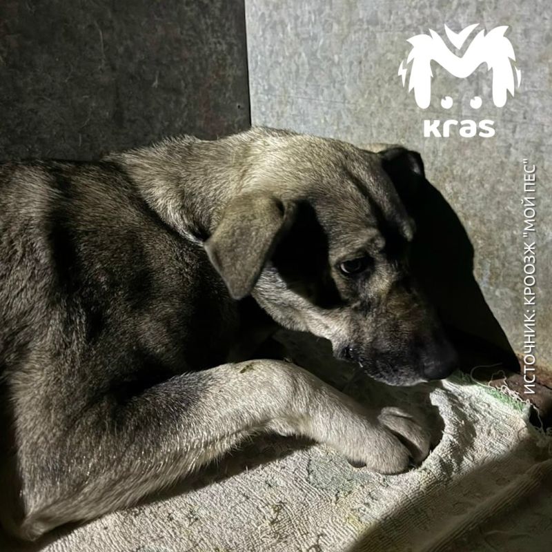 Волонтёры приюта "Мой пёс" считают, что новый закон об эвтаназии не поможет разобраться с бездомными собаками