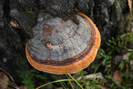 На юге Красноярского края замечен полосатый гриб-плакса