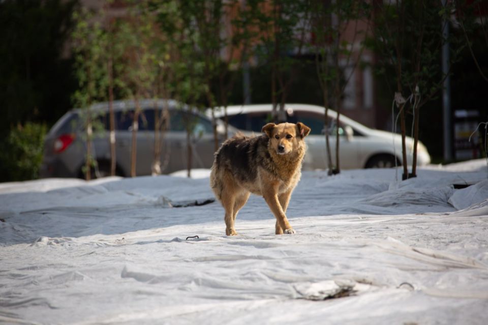 В Красноярском крае принят закон об обращении с животными