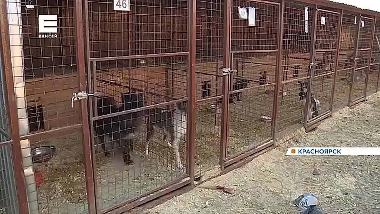 Усыплять агрессивных бездомных собак в крае смогут с 1 января