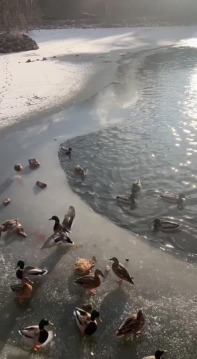 Утиные истории в хорошую погоду