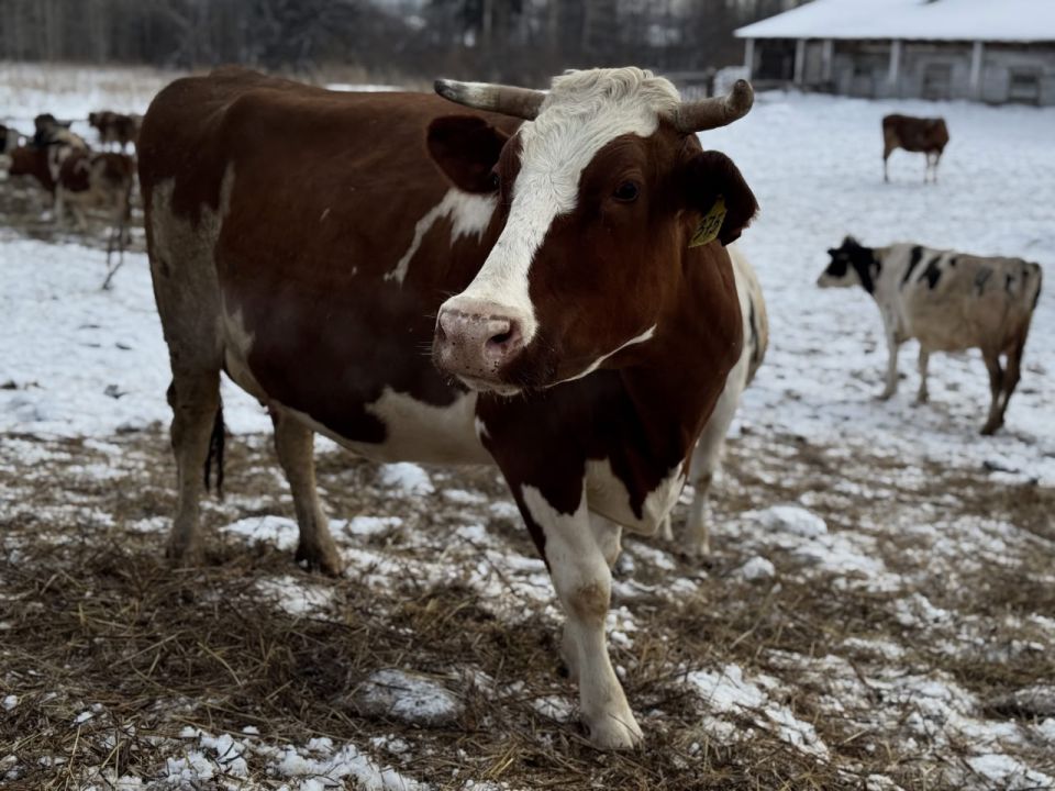 Около 52 млн рублей на компенсацию затрат при закупке молока и мяса у населения получат потребительские кооперативы АПК из краевого бюджета