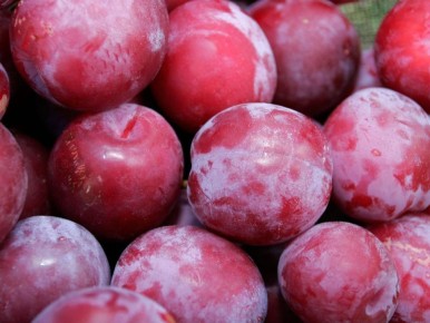 Защита сливовых деревьев от вредителей