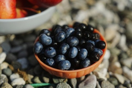 Как правильно подкислить почву для голубики и рододендронов